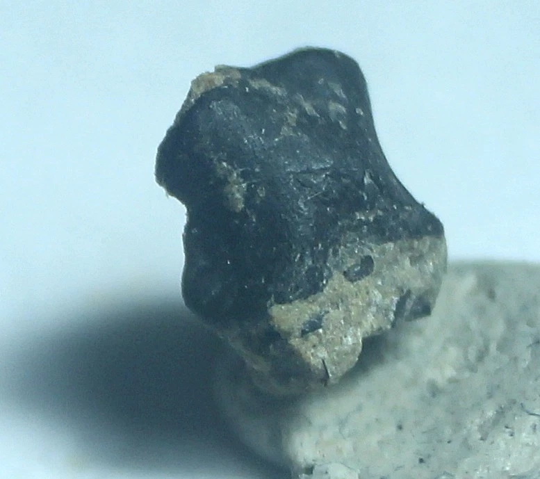 Hatchling/Infant Iguanodontid Phalanx - Smallest UK Iguanodon Toe Bone Phalanx - Image 2 of 4