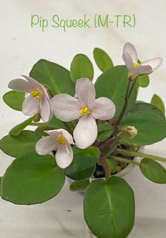 African Violet~Pip Squeek! Miniature Trailer! In bloom!~Starter