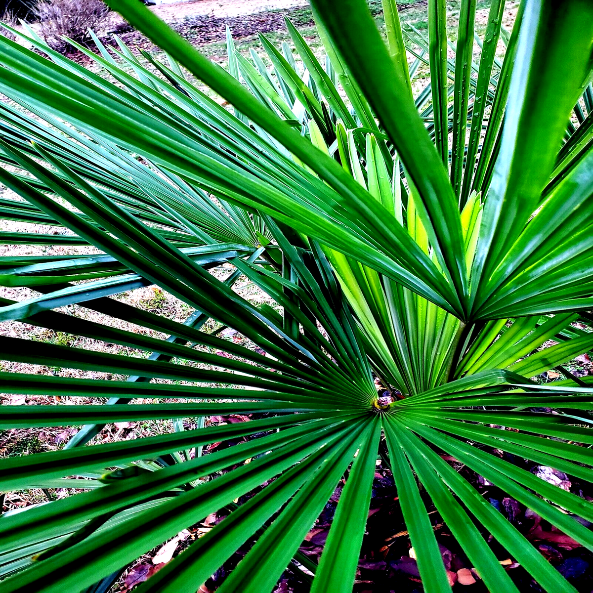 10 WINDMILL FAN PALM Tree Seeds Trachycarpus Fortunei MOST COLD HARDY Palm  Plant | eBay