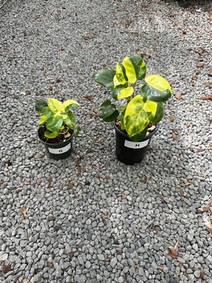Philodendron Burle Marx Variegated, Pick Your Plant