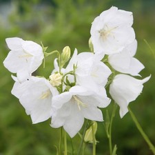 Alba Peach Leaved Bellflower Perennials Flowering Plants Campanula 2L Pot