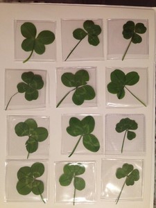 Four Leaf Clover For Sale 2025