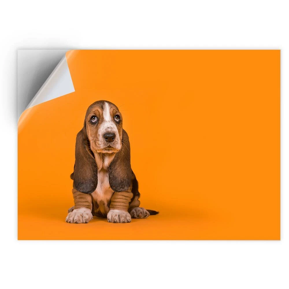 Country corner bassets sale