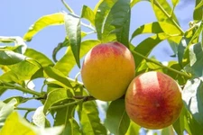 Peach Tree Seeds - Grow Delicious Peaches - Made in USA. Ships from Iowa