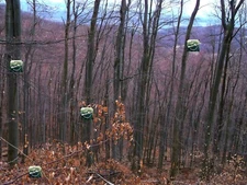 Photo Digital Wallpaper Pic Image-Background Morning Autumn Live  Forest Leaves4