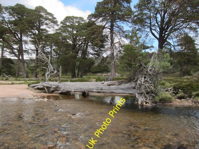 Photo 8x6 Fallen tree, Lui Water Muir/NO0689 With a sapling growing from c2012