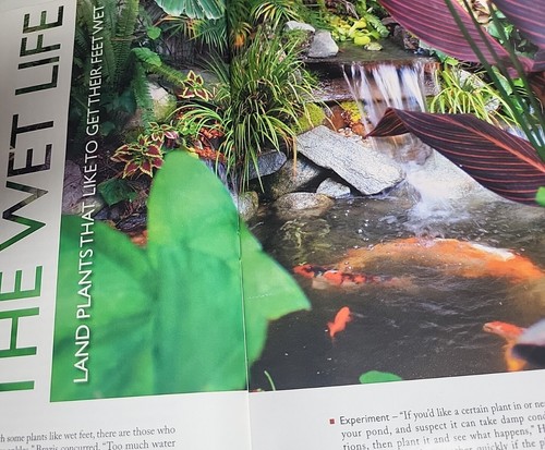 Aquascape Lifestyles Magazine Water Gardening Ponds and Kids Spring 2005 2F3 - Picture 11 of 12