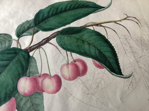 CILIEGIA " Cerise Cob's Transparent" Biwak Alexander Joseph Désiré 1853. - Bild 4 von 6