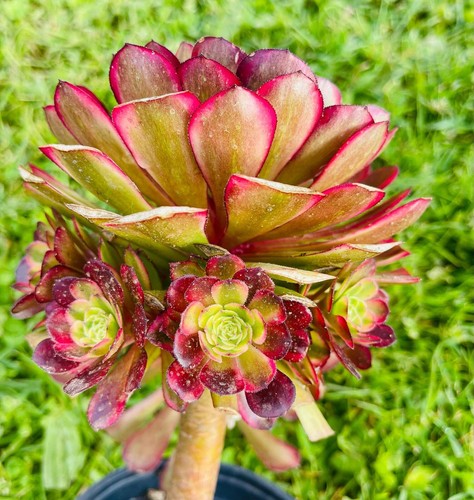 Rare Aeonium Red Devil Cluster, Variegated Aeonium - Picture 5 of 9