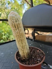 Large Espostoa Melanostele Peruvian Old Man Cotton Cactus Columnar Cactus 7" 