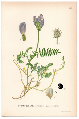 1926 Purple Milk-Vetch, Lindman Botanical Print, Astragalus Danicus