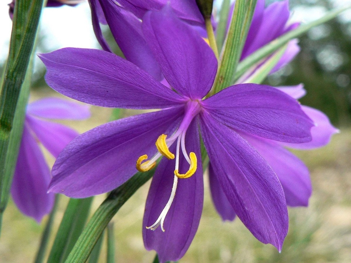 20 GRASSWIDOW Purple-Eyed Grass Widow Olsynium Douglasii Purple Flower  Seeds | eBay