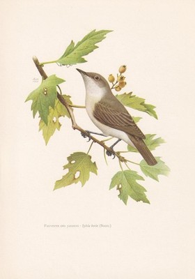 1960 GARTENSÄNGER Vogel Druck - Vintage Vogel Wandkunst Dekor - 7,5 x 10,6 Zoll
