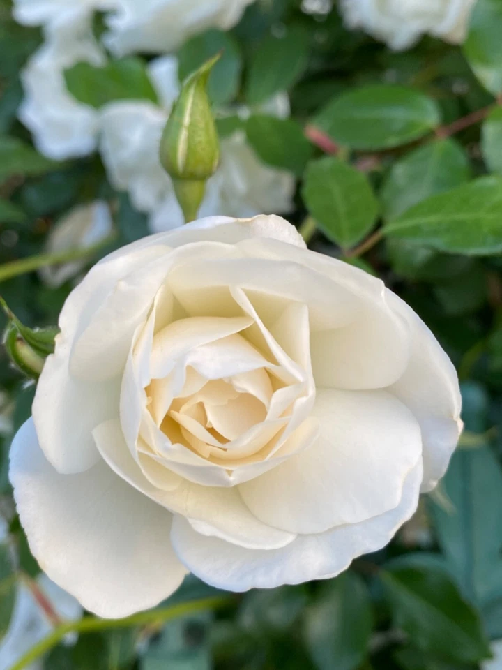 Stunning White Rose 5 Stem Cuttings for Rooting/Grafting, QUICK SHIP - Image 4 of 4