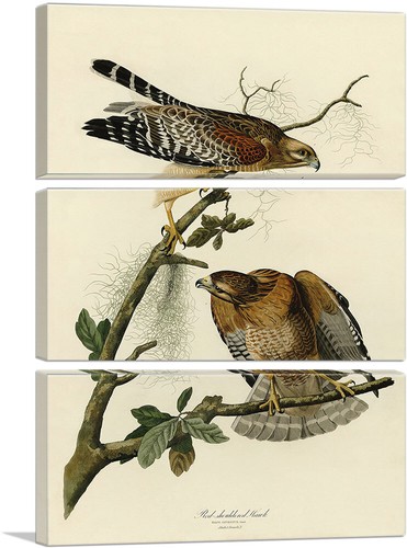 ARTCANVAS Red Shouldered Hawk Canvas Art Print by John James Audubon - Picture 14 of 14