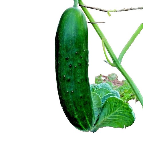 prickly pear cactus candy Prickly Pear Cactus Candy main image 0