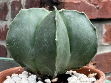 Astrophytum Myriostigma v Nudum Large Live Exact Cactus 3" wide 3" tall plant