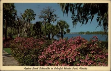 Azalea Lined Sidewalks Winter Park Florida vintage postcard t465