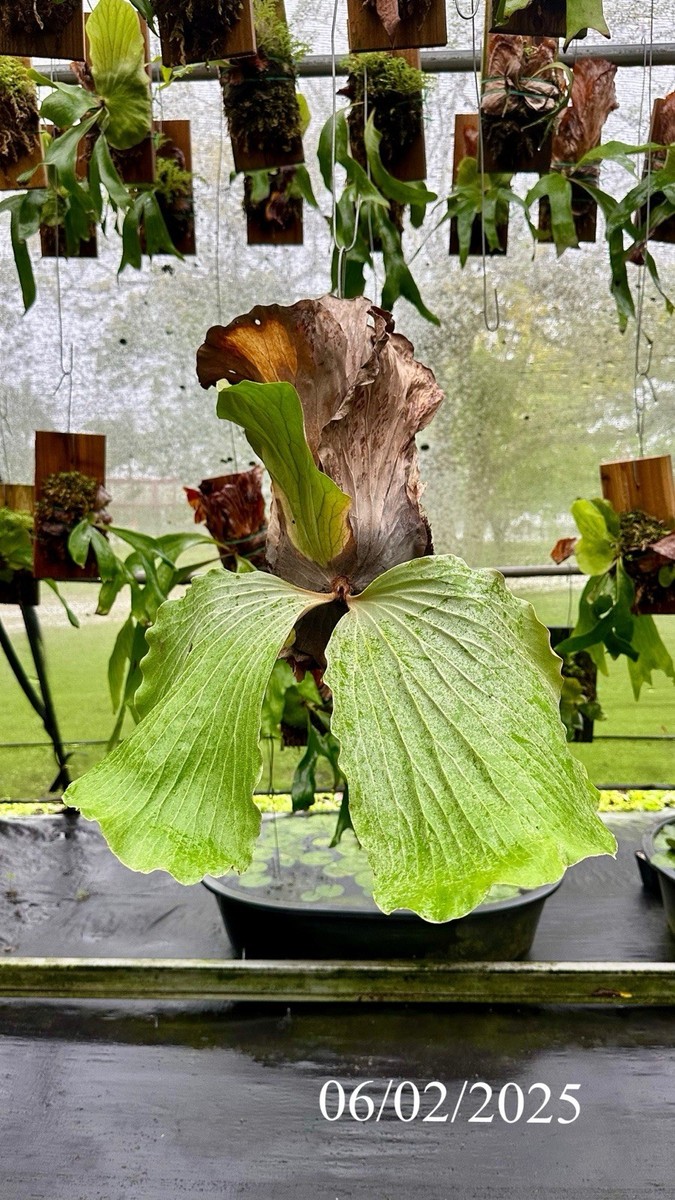 P.elephantotis mutant② @bikamori.com ビカクシダ @ ビカクシダ