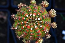 Cactus Seeds Gymnocalycium Mihanovichii Variegated 'Jellyfish' UK Seller