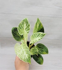 Philodendron Birkin – Live Houseplant in 3” Pot | Rare Variegated Indoor Plant