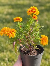 RHS AGM Marigold ‘Zenith’ 2L Large Flowering Companion Plant Autumn