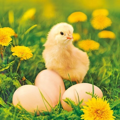 20 Servietten Chicken with eggs on Dandelions Meadow Küken Eier Löwenzahn 33x33c