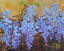 thumbnail 2  - Wisteria. Original framed  oil on canvas 8&#034;x10&#034;  painting