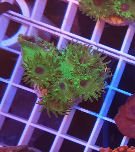 Live Coral Robbie's Corals Purple Eye Green Pagoda Cup Coral Frag 