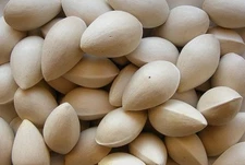 GINKGO BILOBA (Maidenhair Tree) 25 fresh seeds