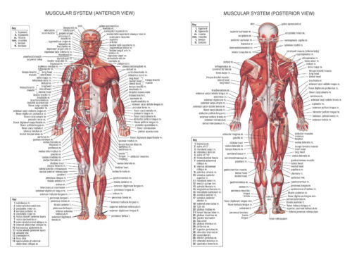 HUMAN MUSCULAR SYSTEM EDUCATION ANATOMY MUSCLE BICEPS POSTER PRINT LAMINATED - Picture 1 of 1