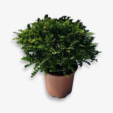 Pianta di Zanthoxylum (Pepe Giapponese) CERTIFICATA in vaso ⌀20