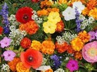 Deer Resistant Wildflower Mix Seeds - Perennials and Annuals - ST18