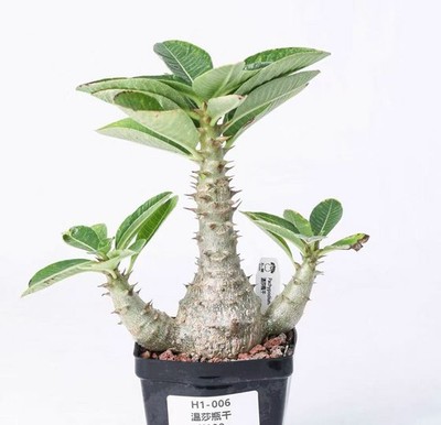 pot 8.5cm Rare  Pachypodium baronii var.windsorii 1pcs Random Own Root