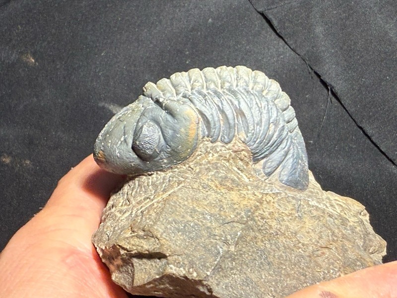 Nice 3" Reedops cephalotes hamlagdadianus Trilobite from the Devonian of Morocco