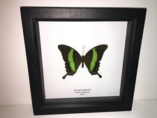 Emerald Swallowtail Butterfly (Papilio palinurus) in Box Frame, Taxidermy Insect