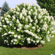 50 Hydrangea Seeds - White Flower Bush, Hedge, Shrub  Hydrangea quercifolia