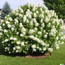 50 Hydrangea Seeds - White Flower Bush, Hedge, Shrub | Hydrangea quercifolia
