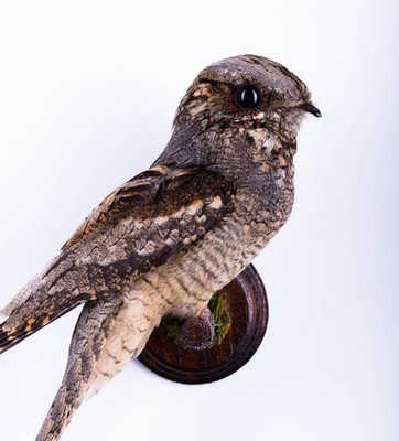 Taxidermy Bird Nightjar  Wall mount Small Stuffed Animal Caprimulgus europaeus
