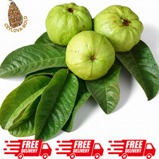 Guava Dried Leaves Organic Tea 100 Hojas Herbal Natural Guayaba Leaf Psidium