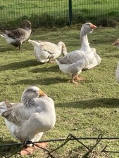 6 Gänseeier blaue Toulouser