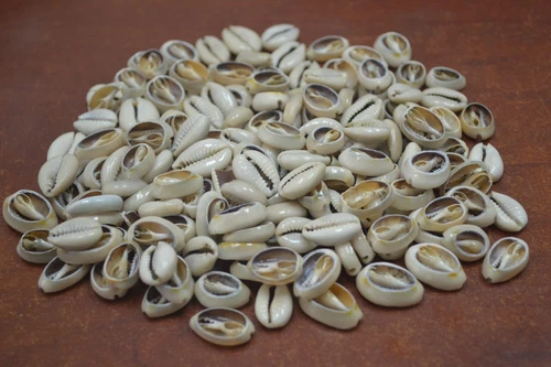 600 PCS SMALL BULK CUT SEA SHELL LOOSE COWRIE COWRY DIY 2 LBS