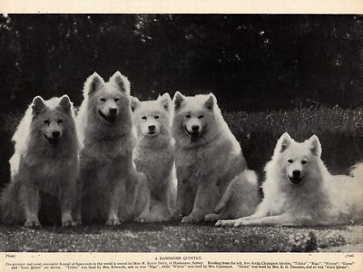 1930s Antique Samoyed Dog Print Arctic Champion Samoyeds Wall Decor  5809Q