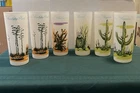 Vintage Blakely Oil & Gas Glasses Arizona Cactus Frosted Set of 6 Southwest