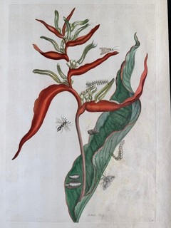 Maria Sibylla Merian Ballia Metamorphosis insectorum Surinamensium 1705 FOLIO