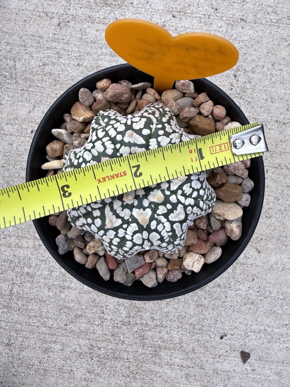 Astrophytum Asterias Super Kabuto V Type X Star Fish Shape!! 4” Pot