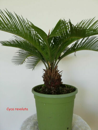 Humata tyermannii - Tarantel-Farn - Vogelspinnen-Farn - Spinnenfarn |  eBay.de