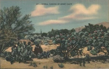 Cactus Several Varieties of Desert Cacti Sandoval News Co. and Tucson News Co.