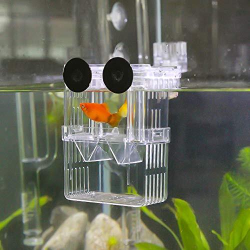 platy fish breeding box