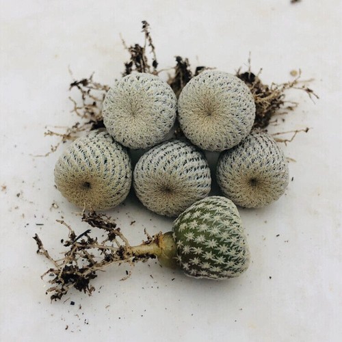1-3CM Succulent Cactus Plant Epithelantha Micromeris Bokei Cactaceae Home Garden - Picture 8 of 15